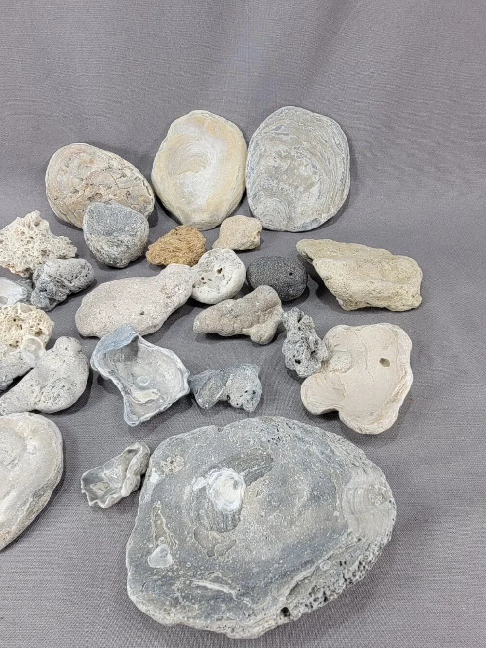 Florida Beach Shell Stone Rock Fossil Coral Mixed Lot Coastal Craft Decor